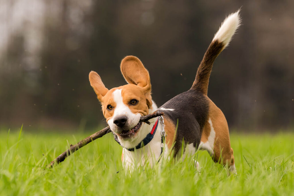 beagle dog in a field runs with a stick ZAVHJH3