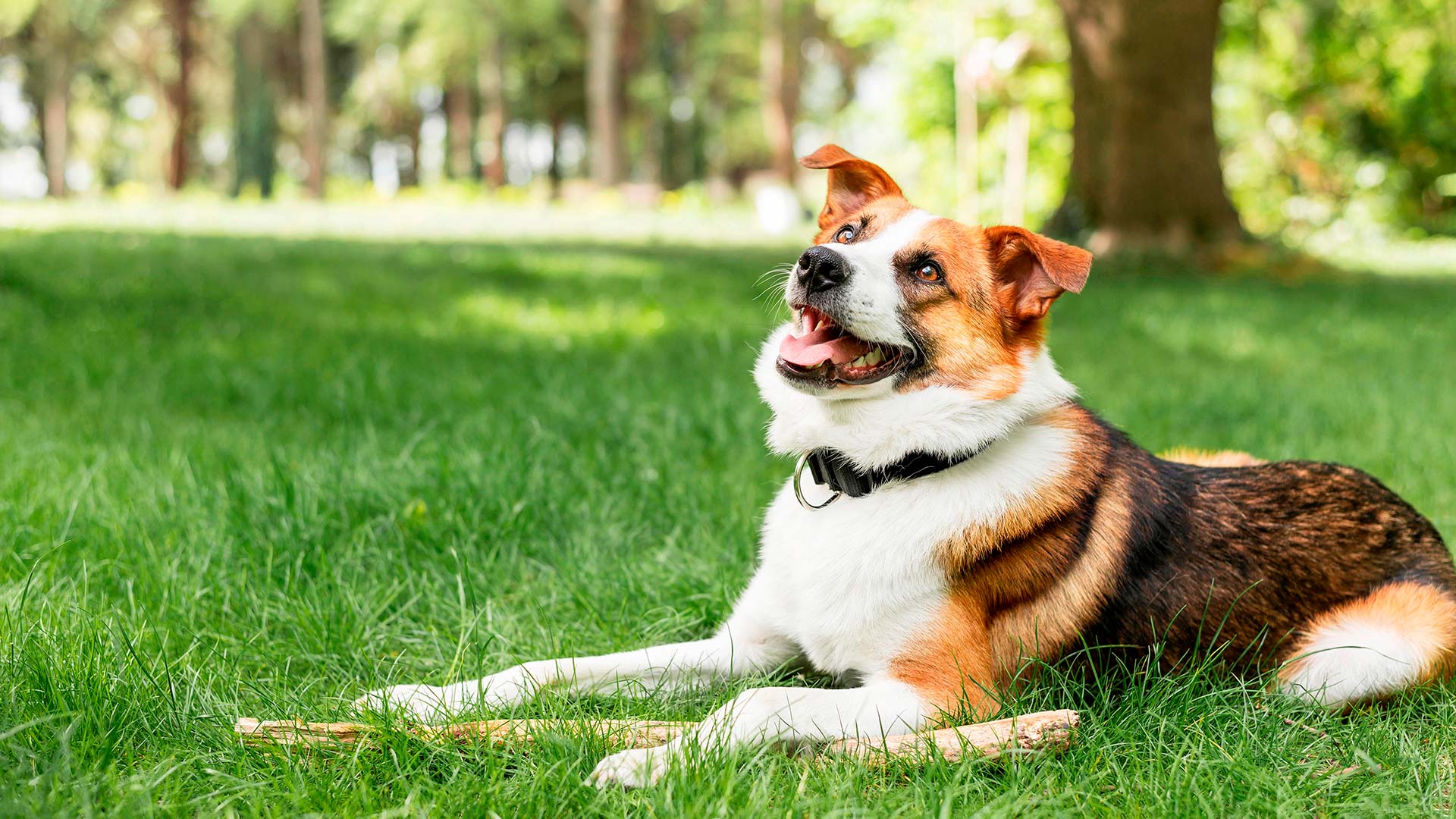 portrait2adorable dog enjoying time outside