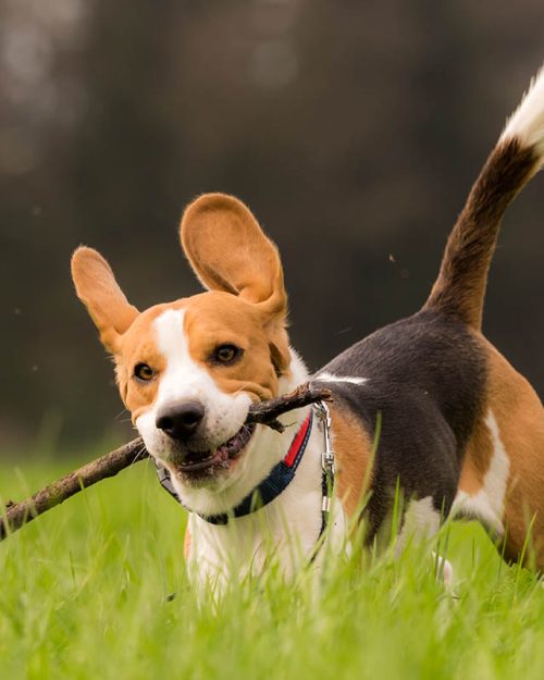 beagle dog in a field runs with a stick ZAVHJH3