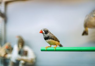 canary sitting on a stick in pet shop PFUPVA7