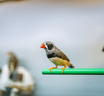 canary sitting on a stick in pet shop PFUPVA7