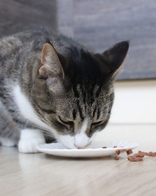 cat eating from a plate of cat food domestic cat h RVD24MN