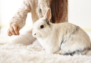 childs hand feeding the rabbit LE7CZ5U