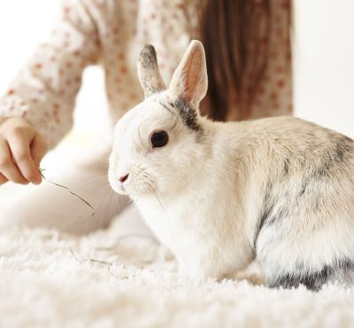 childs hand feeding the rabbit LE7CZ5U