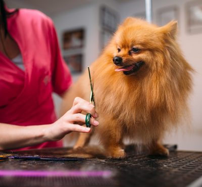 pet groomer makes grooming dog