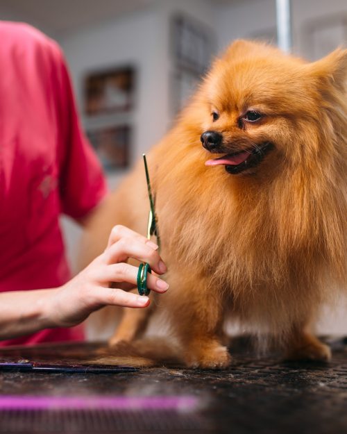 pet groomer makes grooming dog