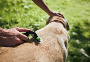 pet owner is brushing fur of his dog