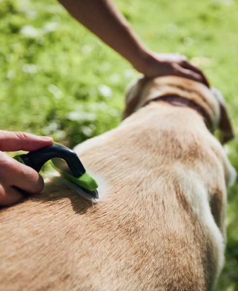 pet owner is brushing fur of his dog