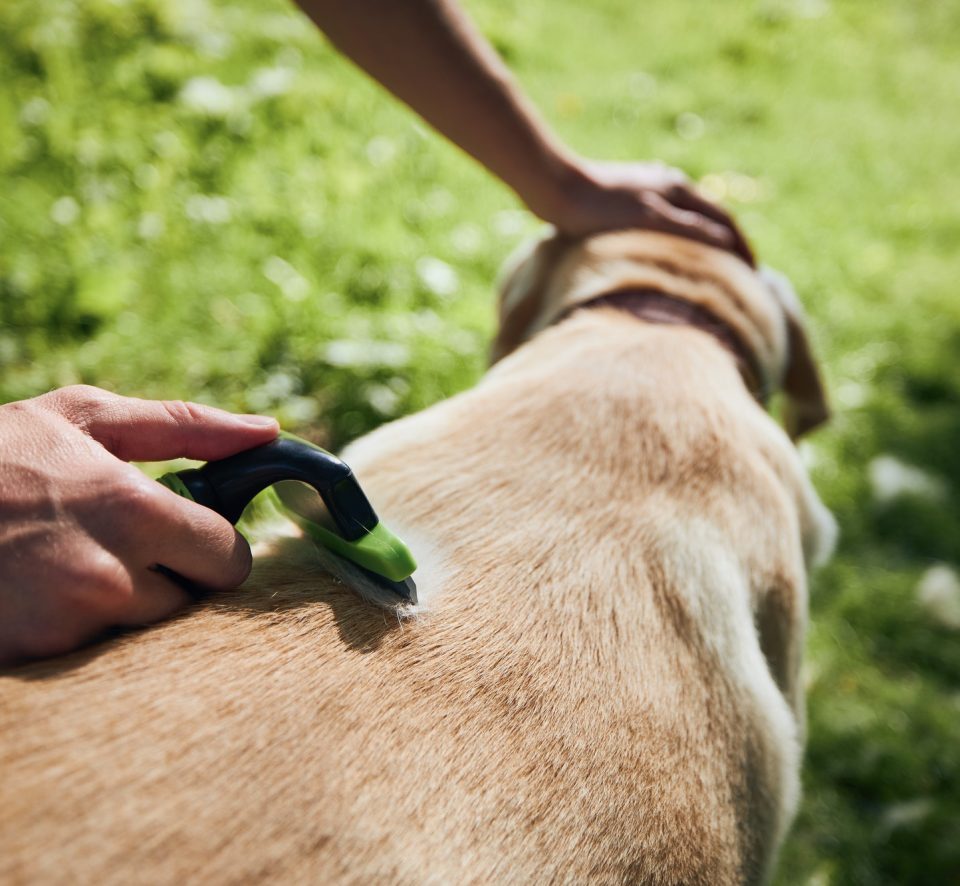 pet owner is brushing fur of his dog