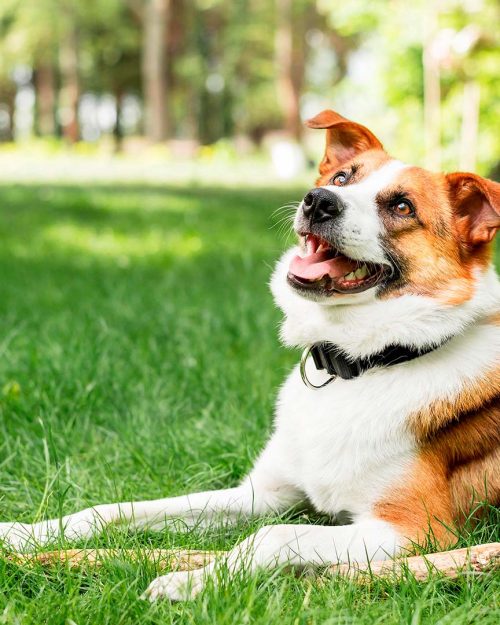 portrait2adorable dog enjoying time outside