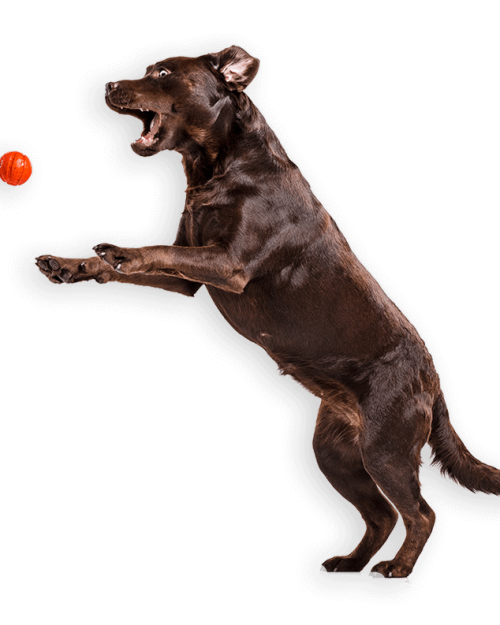 the black labrador dog playing with ball isolated P8B57HWhapus