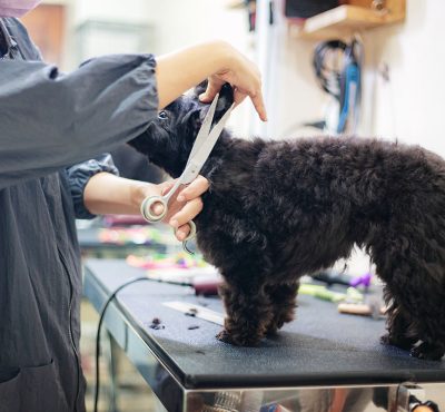 woman cutting hair a dog in pet shop 9YBSFMU