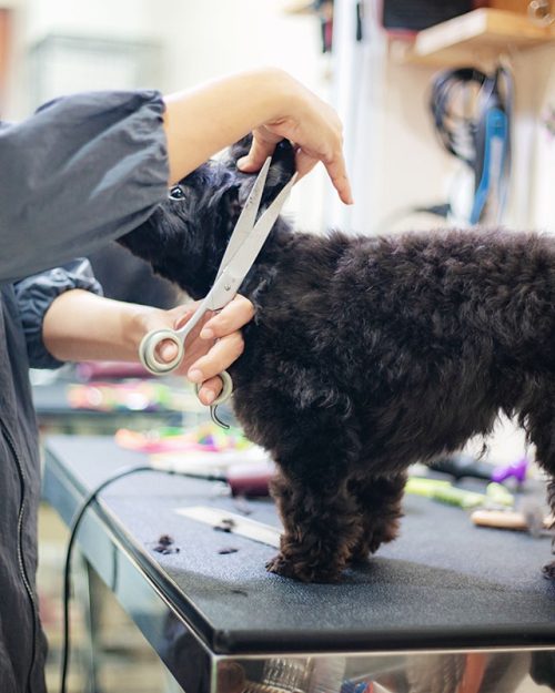 woman cutting hair a dog in pet shop 9YBSFMU